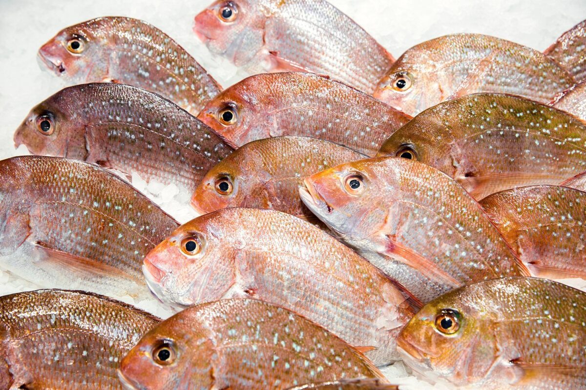 Snapper Plate Size 1