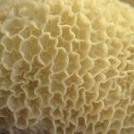 beef tripe