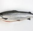 img Atlantic Salmon