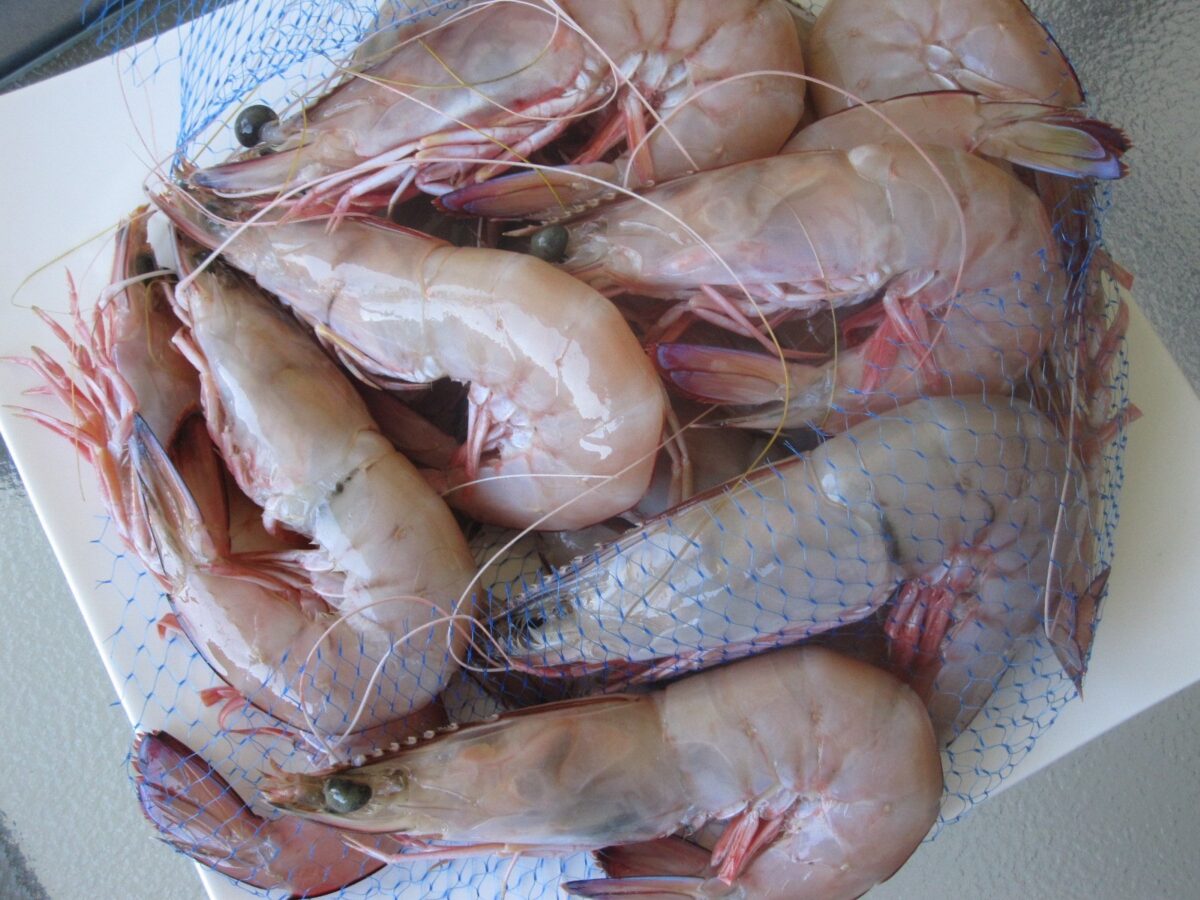 prawns20king20u6