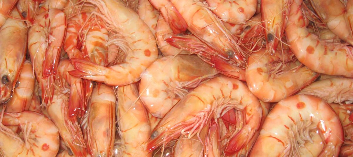 red spot king prawns cooked